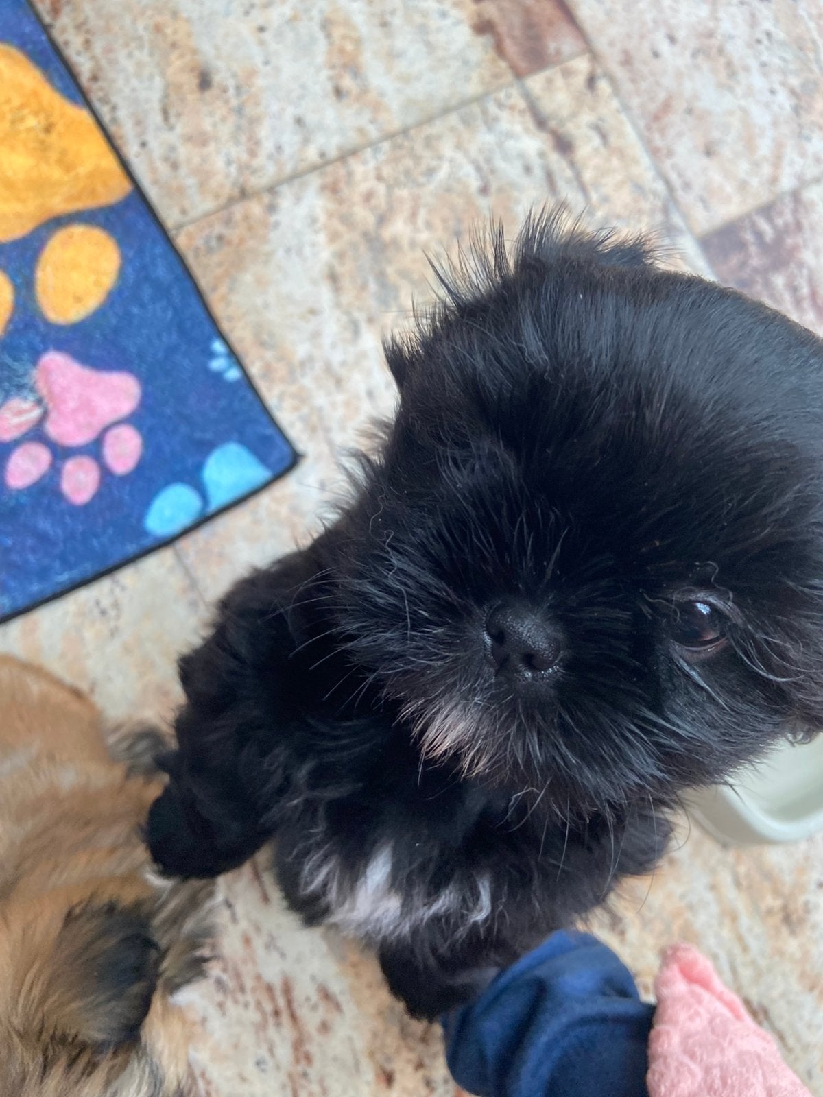 4 prachtige volledige shih tzu pups !, Overige rassen, CDV (hondenziekte), 8 tot 15 weken, Meerdere