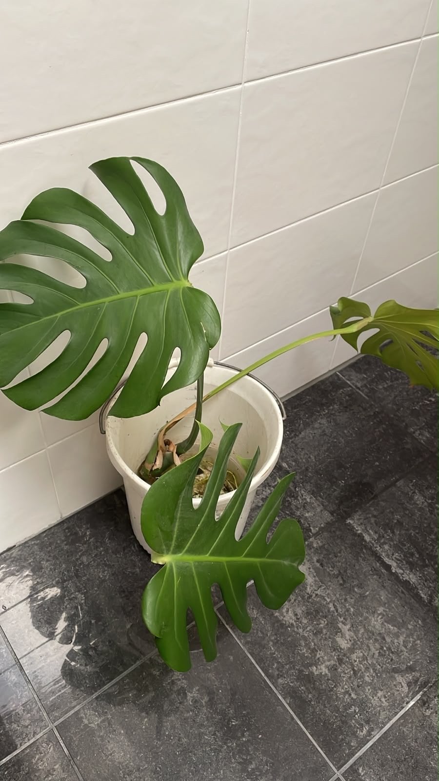 Monstera Deliciosa stek met wortels, Huis en Inrichting, Kamerplanten, Ophalen, Overige soorten, Halfschaduw, Minder dan 100 cm