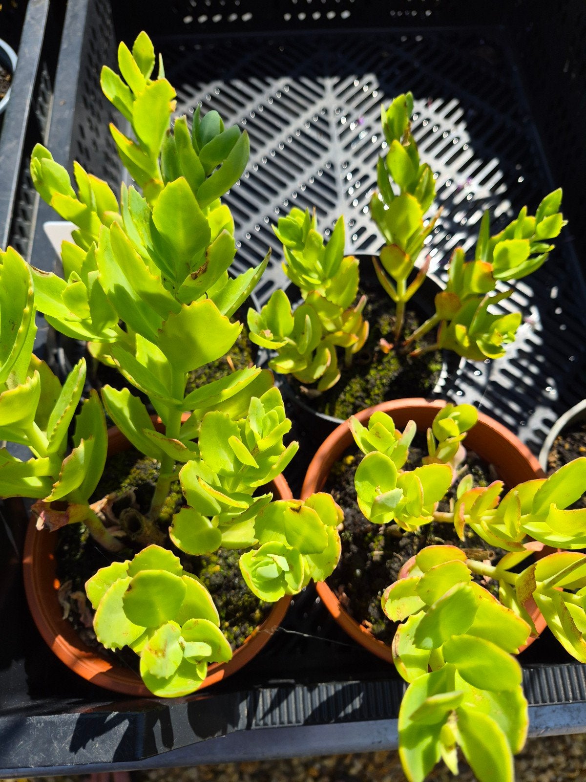 Diverse stekken Sedem - roze, Volle zon, Vaste plant, Herfst, Ophalen