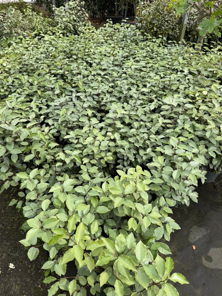 Verschillende soorten haag producten, Tuin en Terras, Planten | Struiken en Hagen, Ophalen, Overige soorten, Haag, 100 tot 250 cm