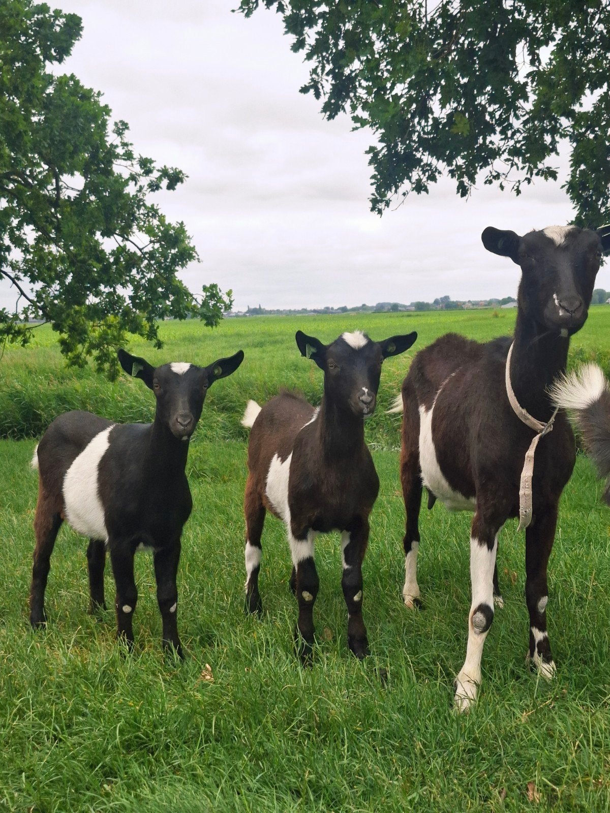 Mooie zwart bonte bok en geit. (Grote maat), Dieren en Toebehoren, Meerdere dieren, Geit, 0 tot 2 jaar