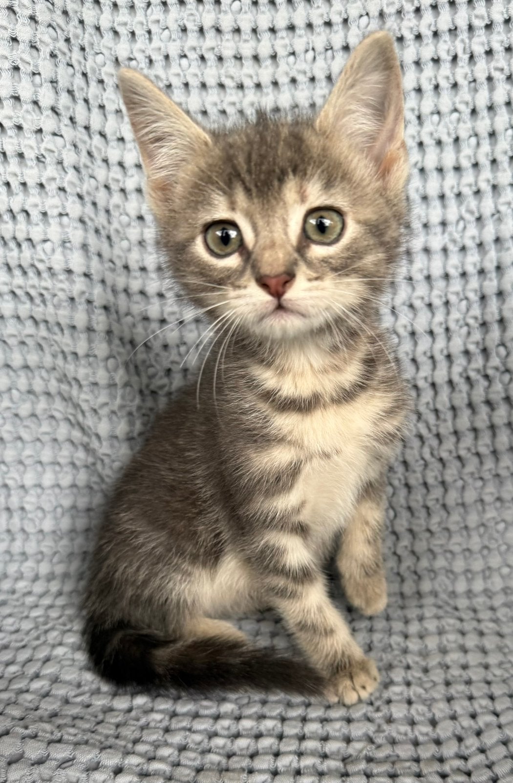 Gouden mandje gezocht voor deze kittens, Dieren en Toebehoren, Meerdere dieren, Kortharig, 0 tot 2 jaar