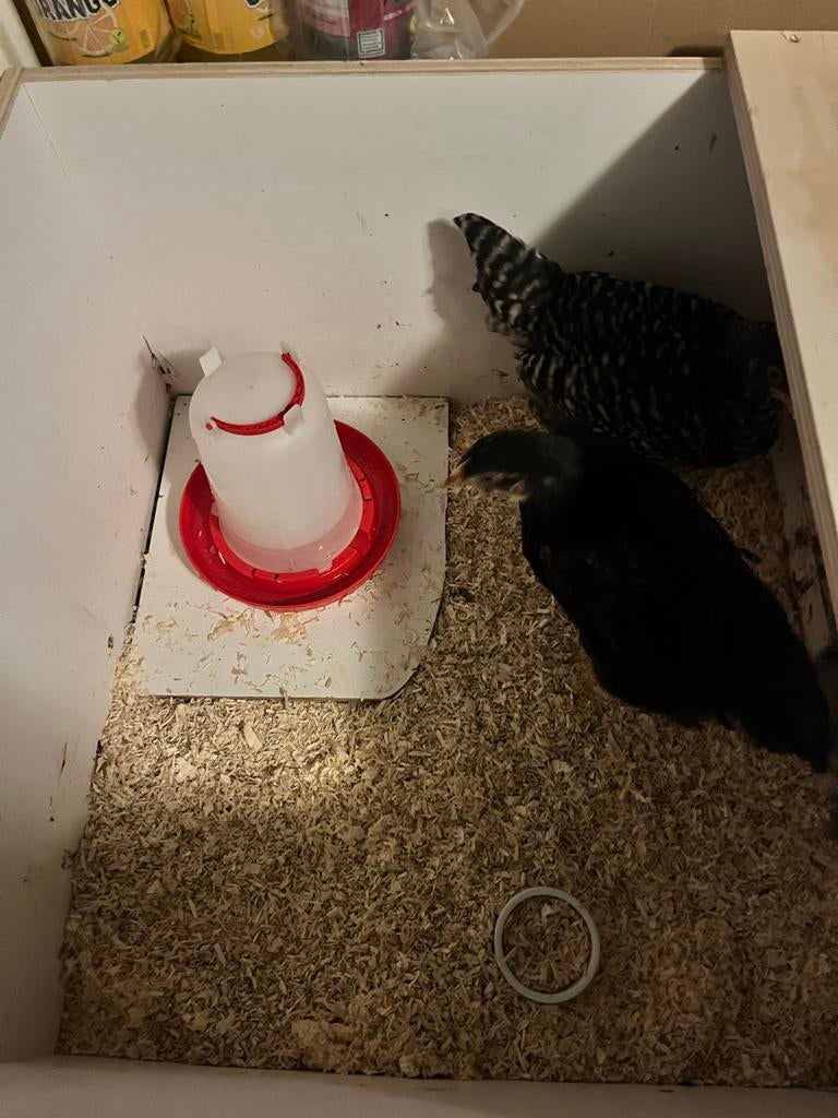 Tweedelig Kuikenverblijf inc alle benodigdheden, Meerdere dieren, Kip