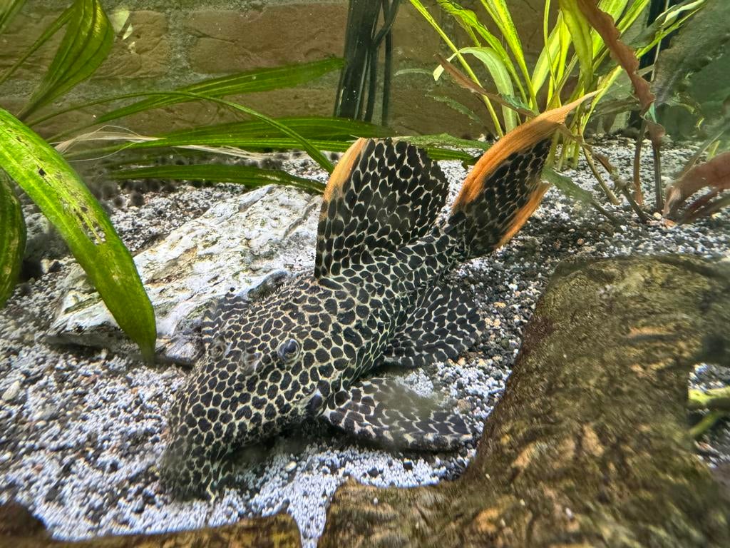 Pleco L-114 Leopard Cactus L-nummer volwassen, Dieren en Toebehoren, Vissen | Aquariumvissen, Vis, Zoetwatervis