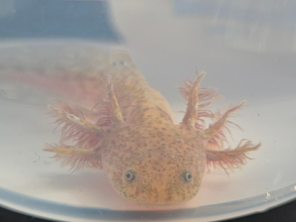 Schattige wild kleurige axolotls, Amfibie, 0 tot 2 jaar