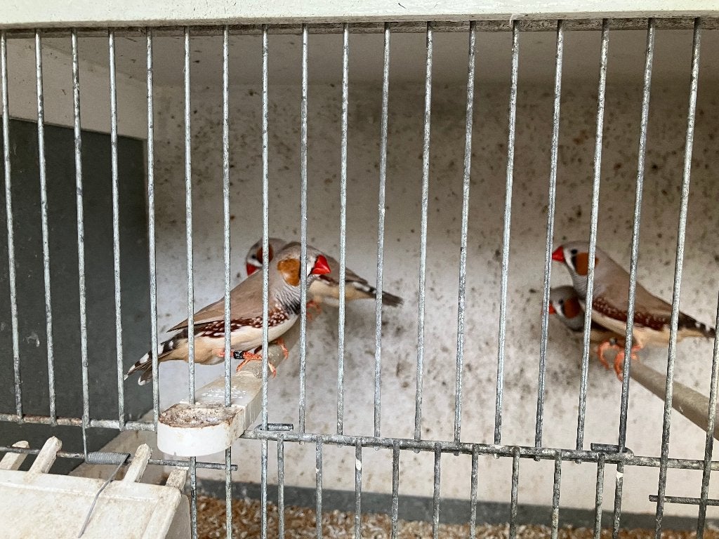 Zebravinken bruin, Dieren en Toebehoren, Mannelijk, Tropenvogel, Geringd