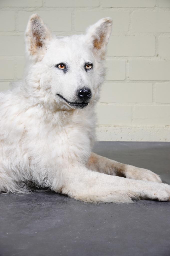 taxidermy hond canadese herder opgezet, Ophalen, Zo goed als nieuw, Hond of Kat, Beeldje of Figuurtje