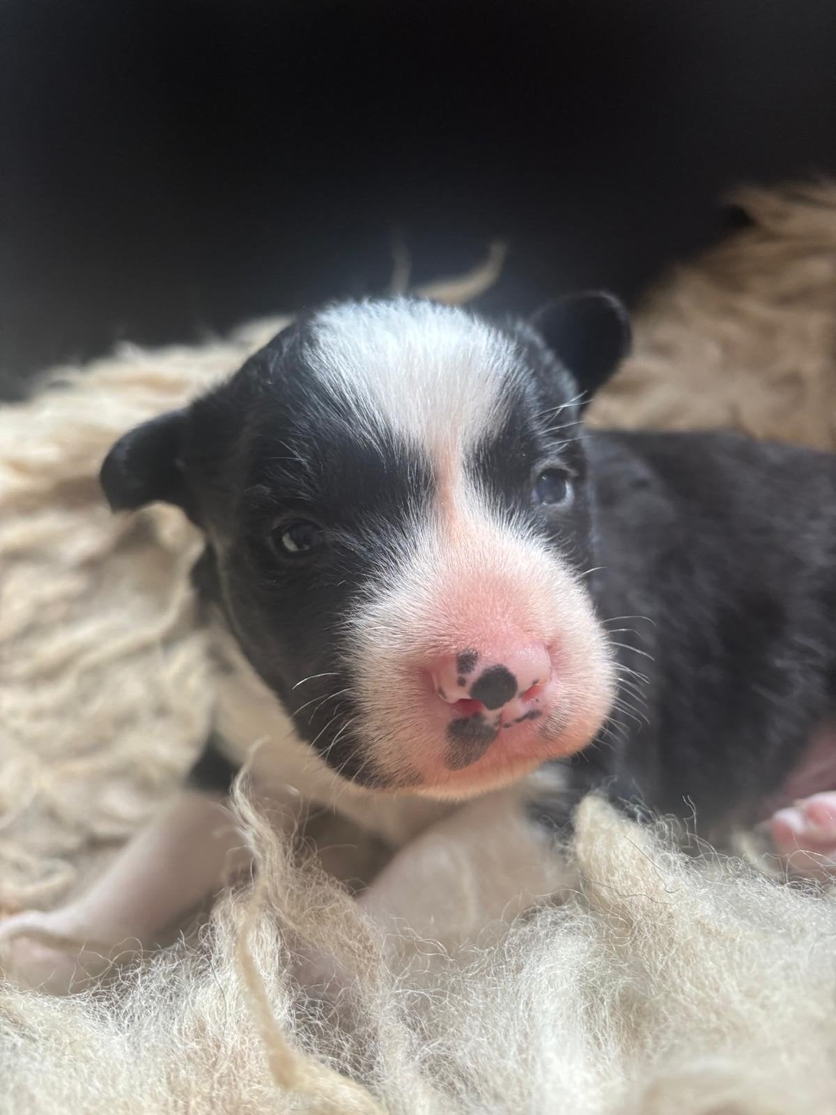 bordercollie pup met aanleg voor schapen, Parvo, Reu, 8 tot 15 weken, Eén hond