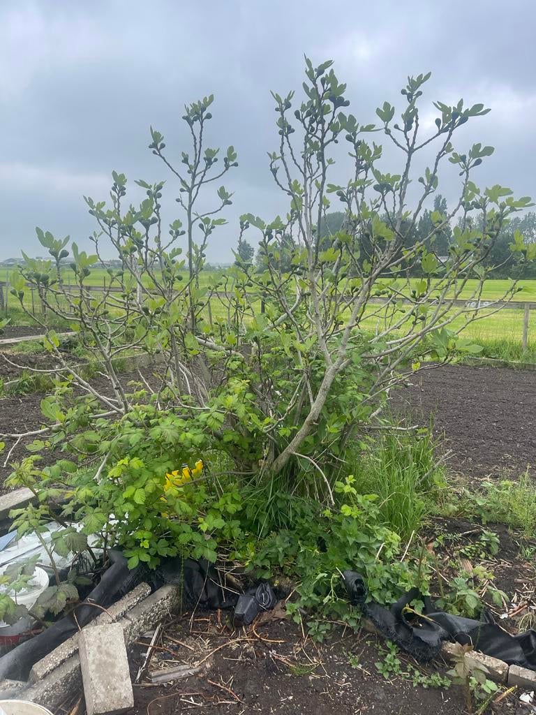 Grote moeder vijgenboom met veel vruchten, Ophalen, Overige soorten, Struik, 100 tot 250 cm