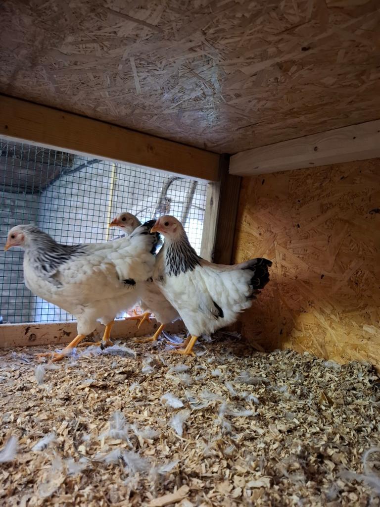 3 mooie krielkippen columbia witte wyandotte hennen, Dieren en Toebehoren, Pluimvee, Vrouwelijk, Kip