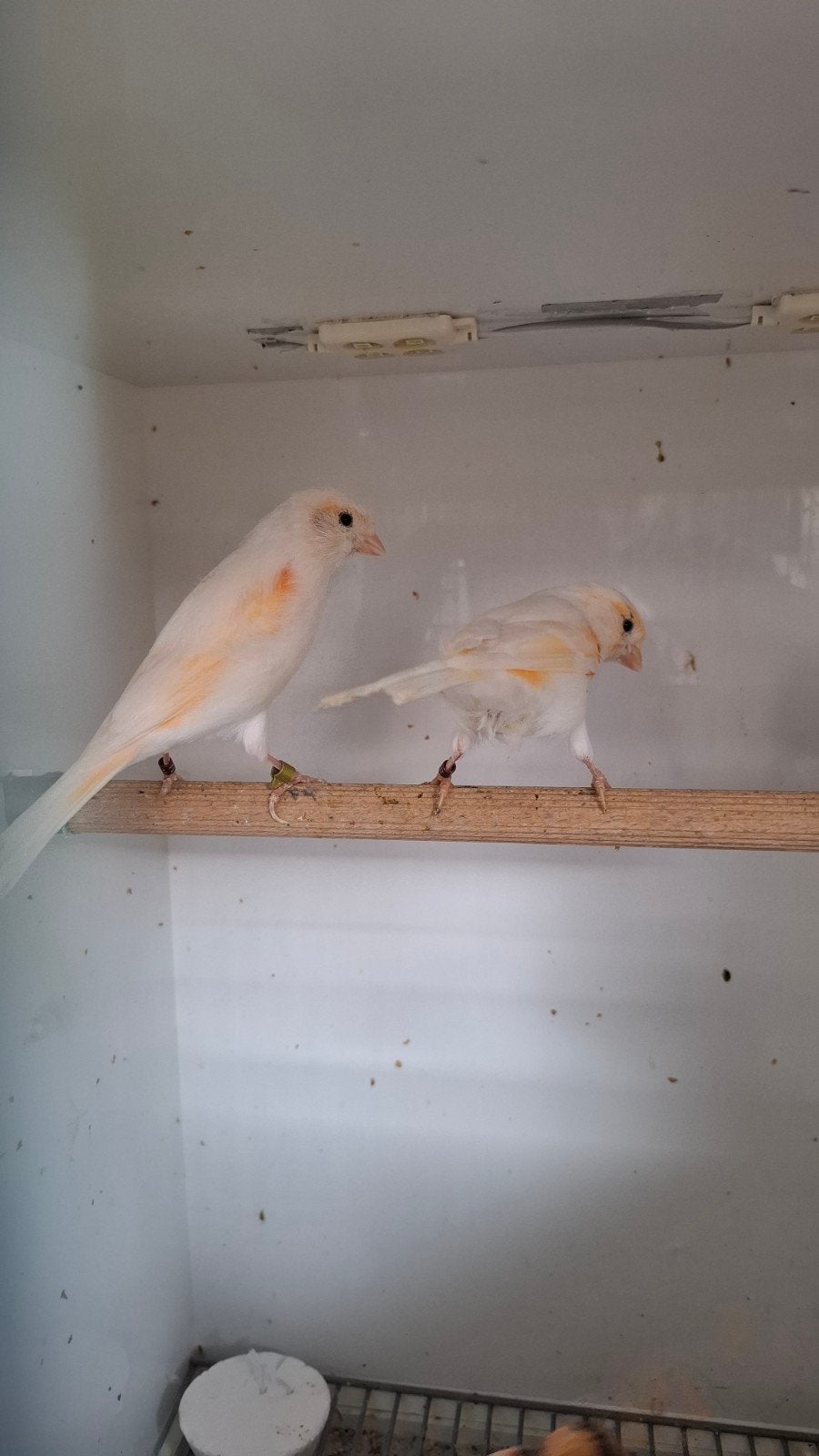 Rood mozaik kanarie pop!!, Dieren en Toebehoren