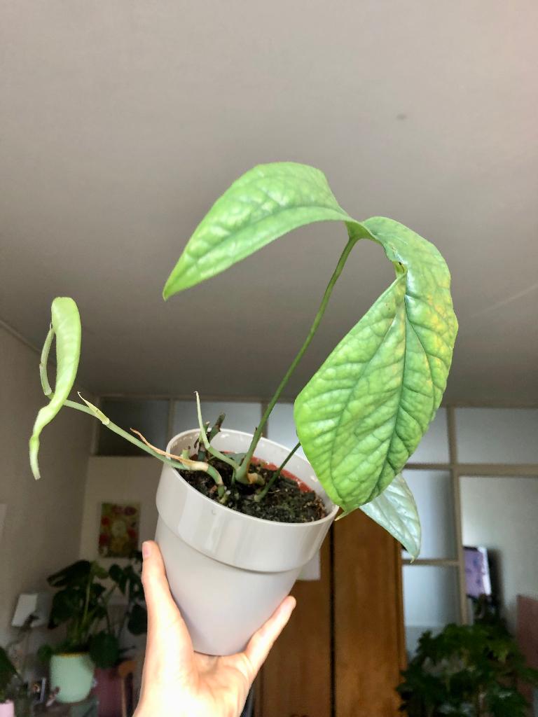 Monstera Peru in Elho bloempot, Huis en Inrichting, Kamerplanten, Ophalen of Verzenden, In pot, Halfschaduw, Minder dan 100 cm