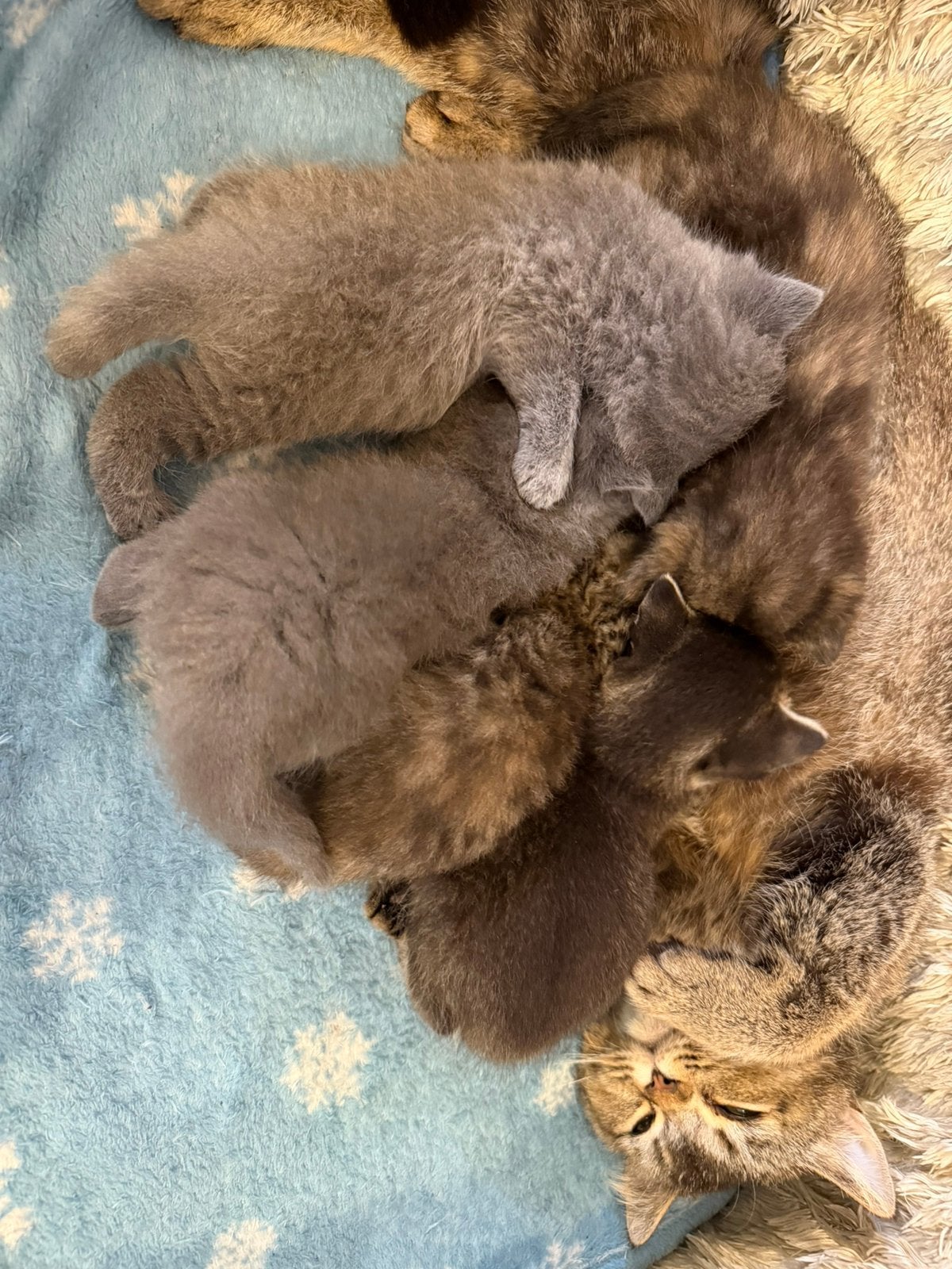 4 halve britse korthaar kittens, Meerdere dieren, Ontwormd