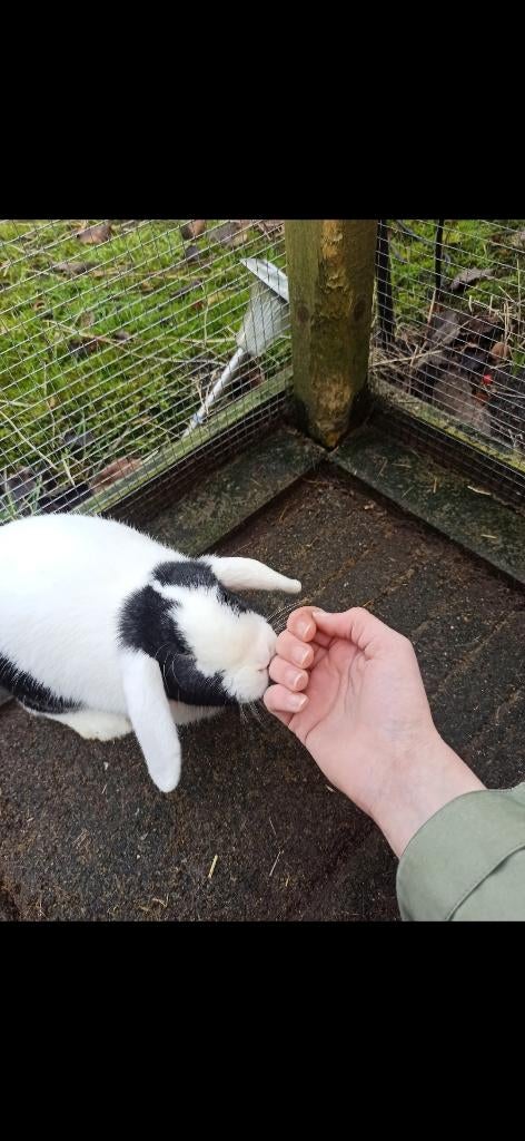 Vrouwtjes konijn te koop, Dieren en Toebehoren, Konijnen, Vrouwelijk, Middelgroot, Hangoor, 0 tot 2 jaar