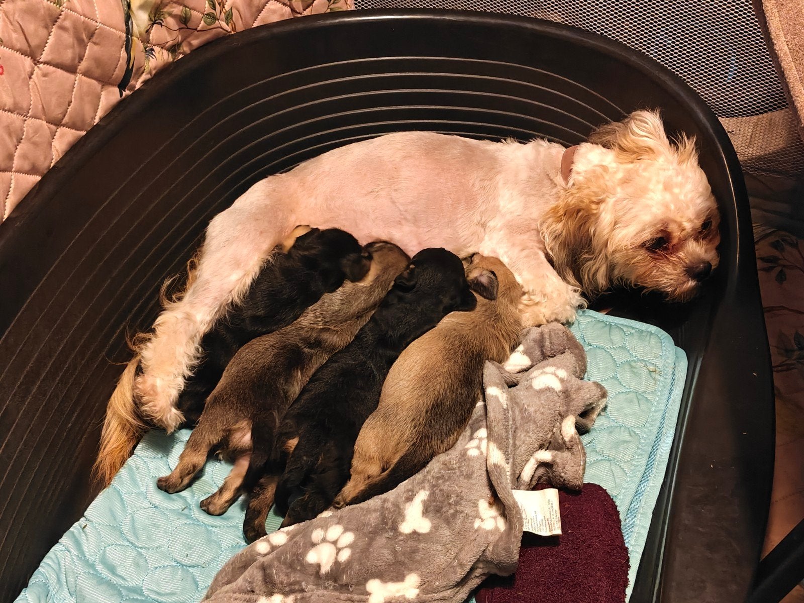 Te reserveren nog 2 puppy's meisjes/ teefjes Boomer x AHT, Overige rassen, 8 tot 15 weken, Teef, Meerdere