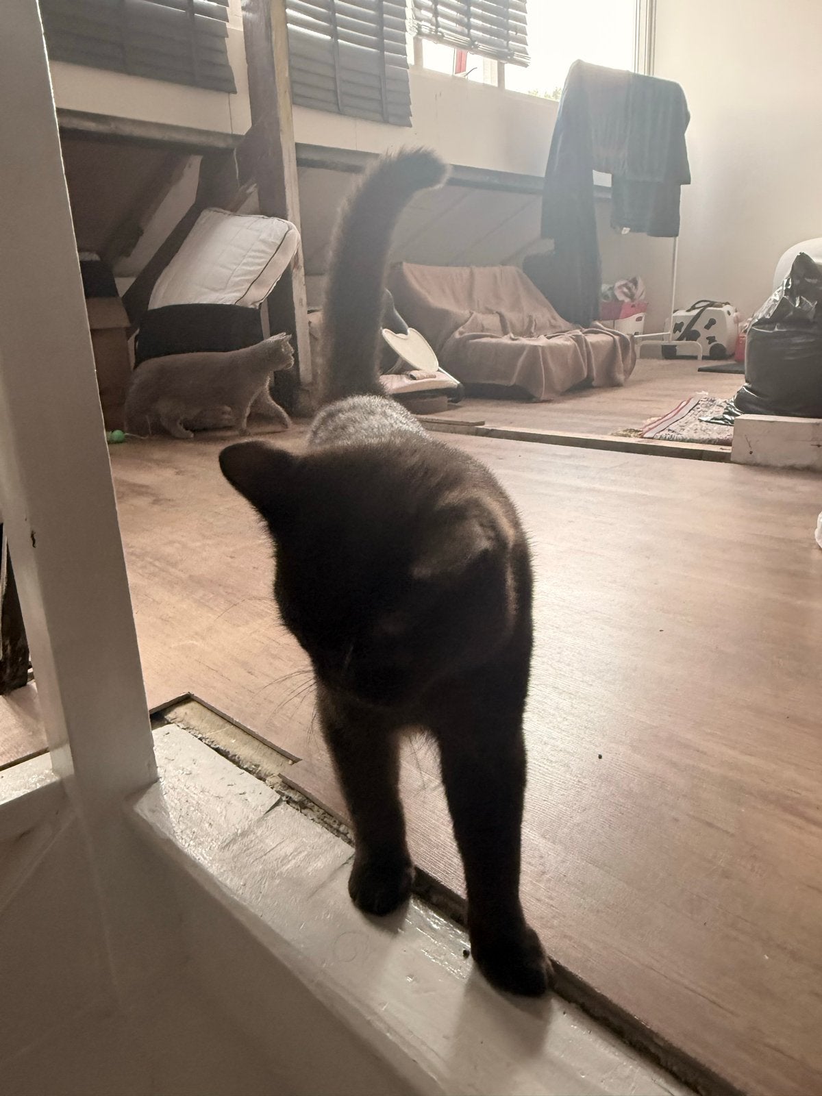 Britse korthaar ,kitten en katter bruno en nova, Meerdere dieren