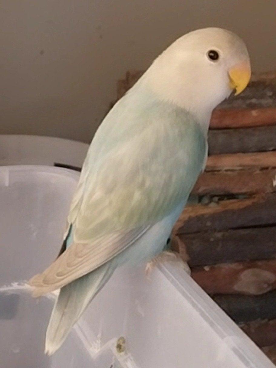Agapornis Roseicollis jonge dwergpapegaai te koop, Geslacht onbekend, Dwergpapegaai of Agapornis