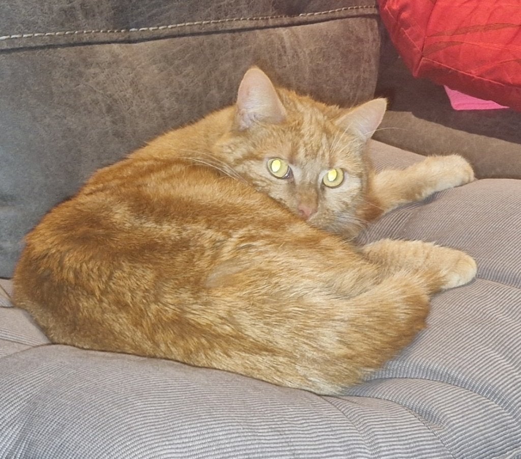 Katten  3, Meerdere dieren, Gechipt, 0 tot 2 jaar