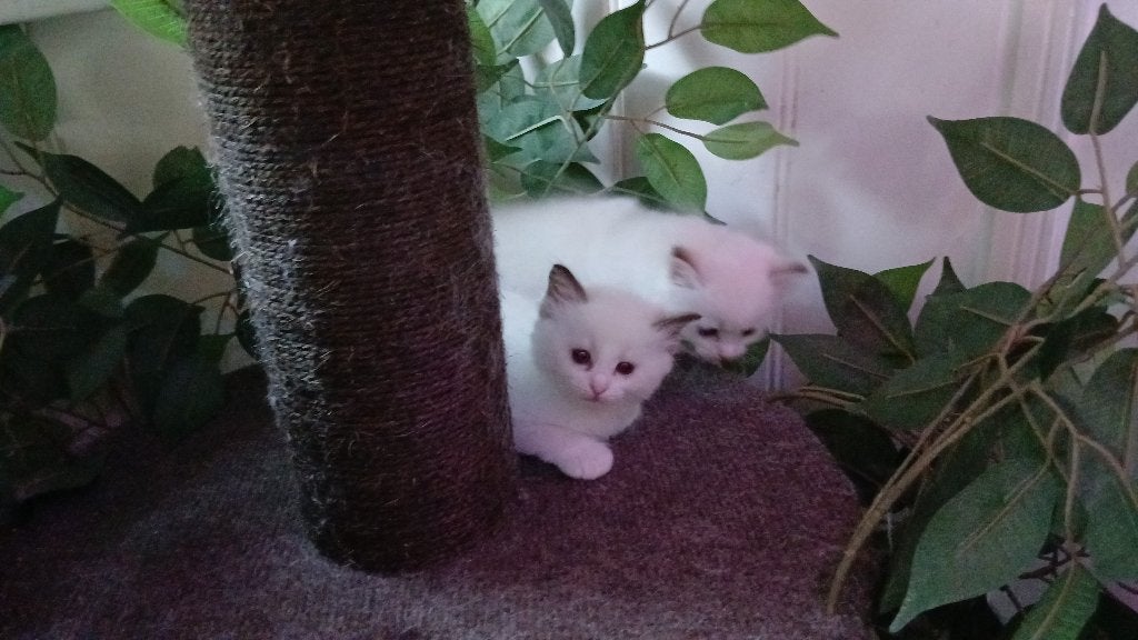 Ragdoll kittens, Dieren en Toebehoren, Katten en Kittens | Raskatten | Langhaar, Meerdere dieren, 0 tot 2 jaar, Gechipt, Ontwormd