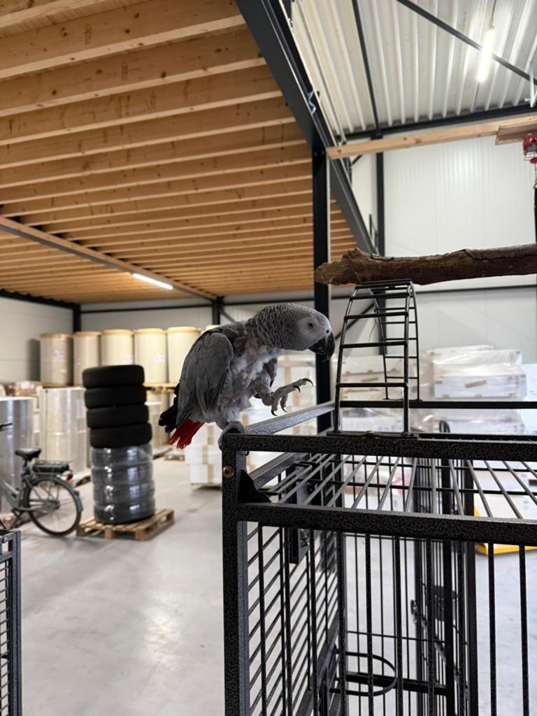 Grijze roodstaart tam. Geplukt op de borst, Dieren en Toebehoren, Vogels | Parkieten en Papegaaien, Vrouwelijk, Papegaai, Tam