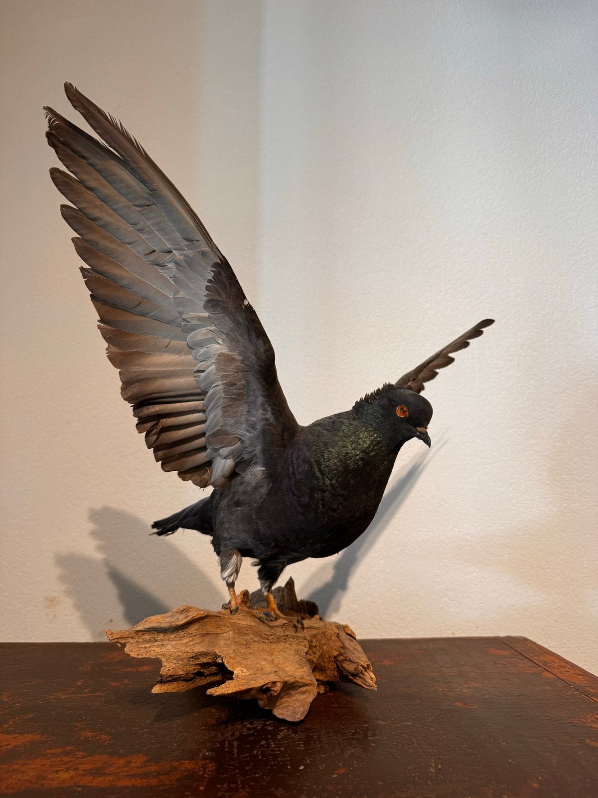 Prachtige opgezette duif - Taxidermie kunst, Ophalen, Gebruikt, Vogel, Opgezet dier