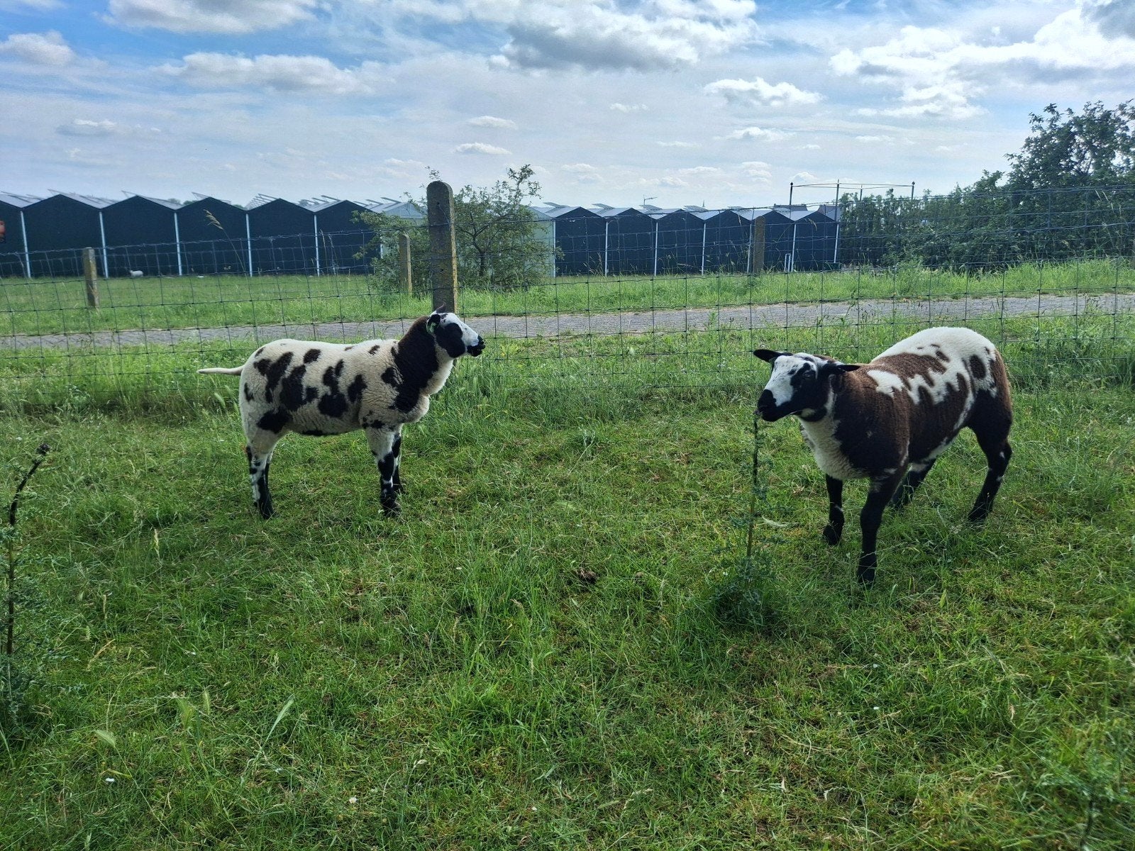 Bonte ramlammeren ARR/ARR Zwoegervrij, Dieren en Toebehoren, Schapen, Geiten en Varkens, Schaap