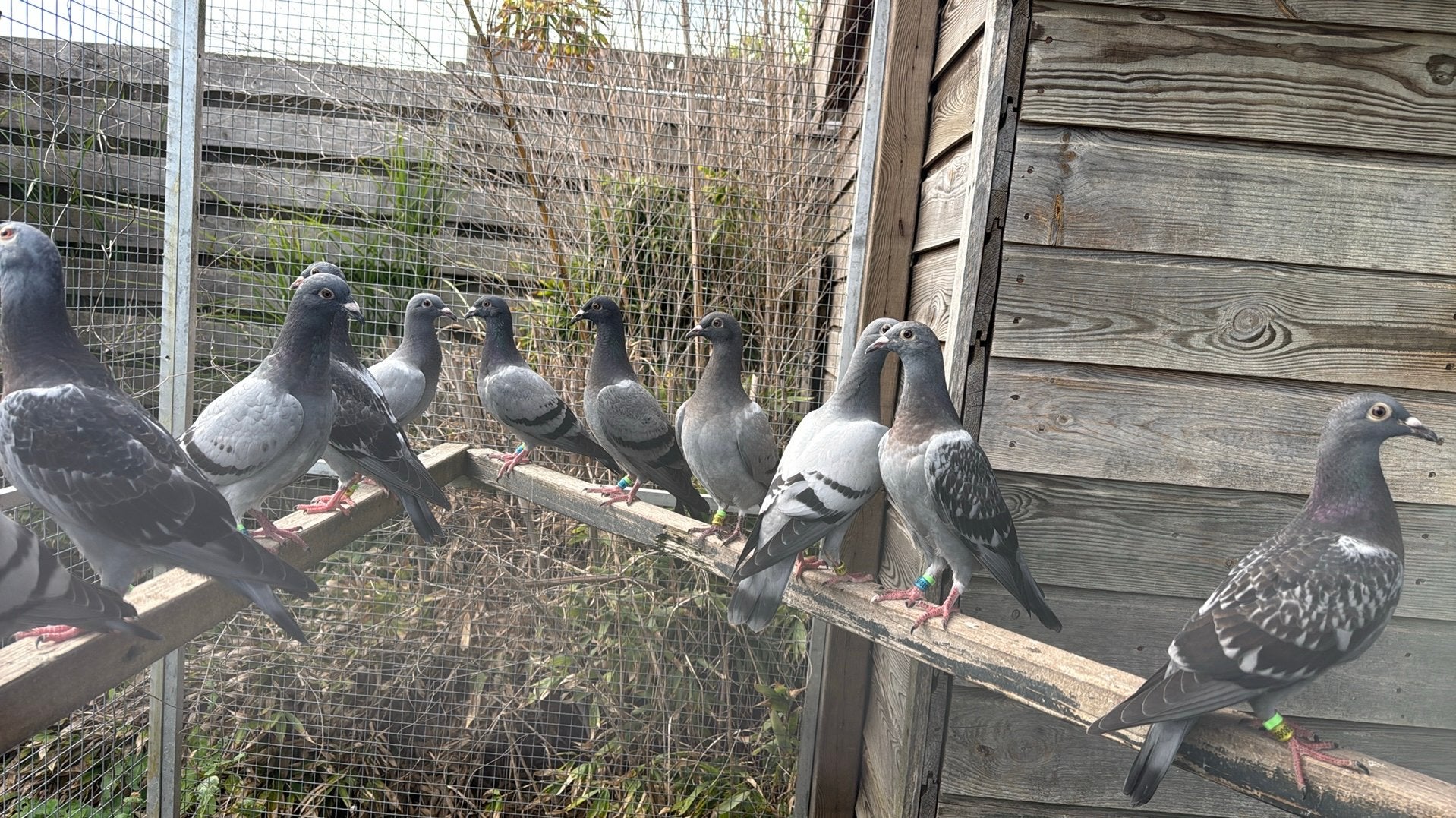 Jonge duiven  €15 p.st, Meerdere dieren, Postduif