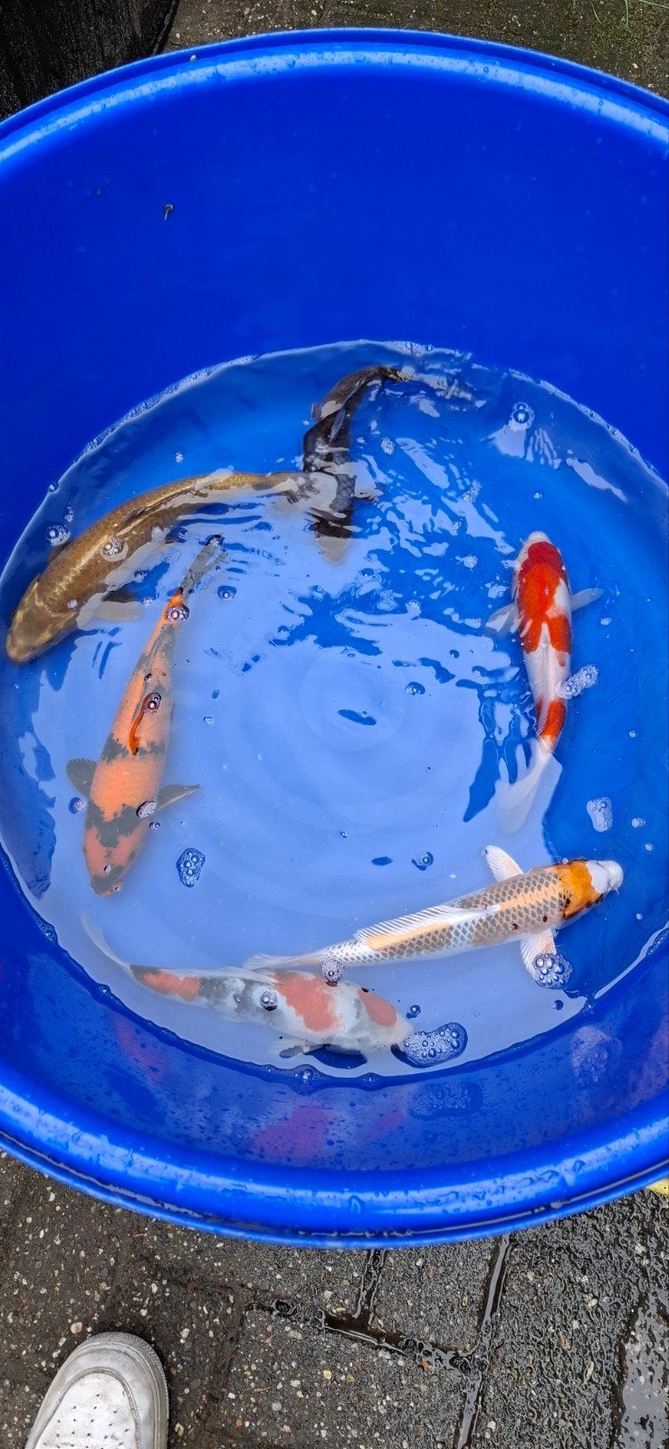 leuke nisai, Dieren en Toebehoren, Vissen | Vijvervissen, Karper of Koi
