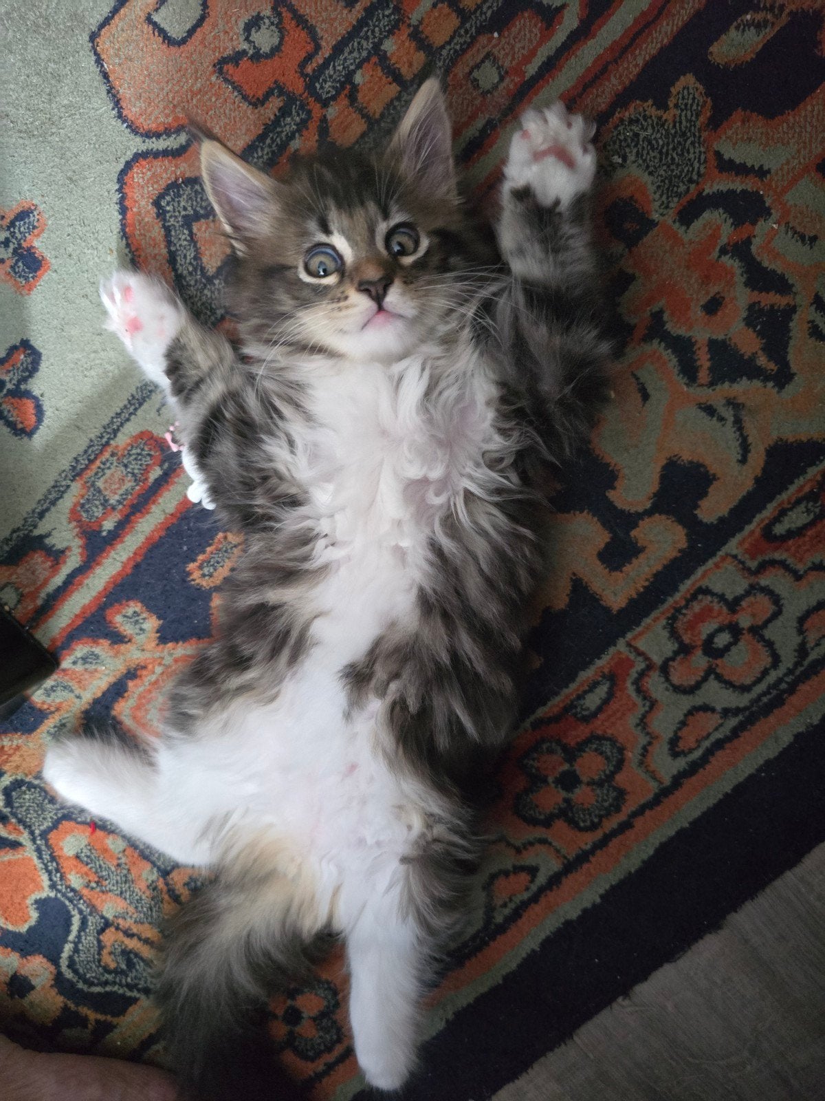Maine Coon kittens, Dieren en Toebehoren, Katten en Kittens | Raskatten | Langhaar, Meerdere dieren, Ontwormd