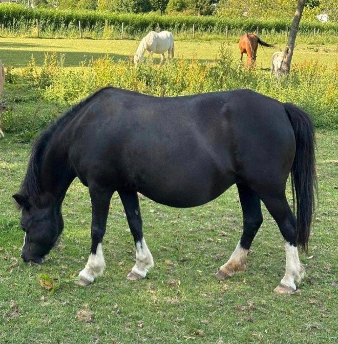 Welsh A pony's en enkele paarden., Dieren en Toebehoren, Paarden, Meerdere dieren, Onbeleerd, 0 tot 2 jaar