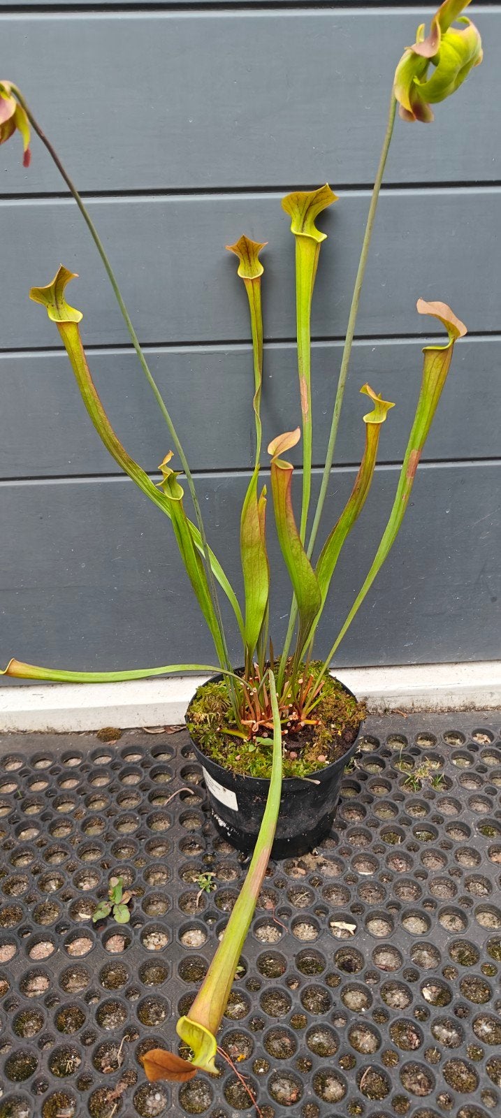 Sarracenia, Volle zon, Vaste plant, Lente, Ophalen