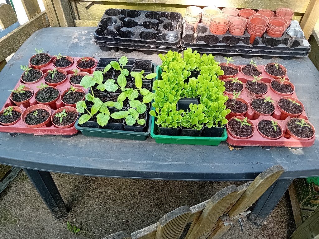 Groenteplanten (de laatste), Tuin en Terras, Ophalen, Eenjarig, Overige soorten, Volle zon