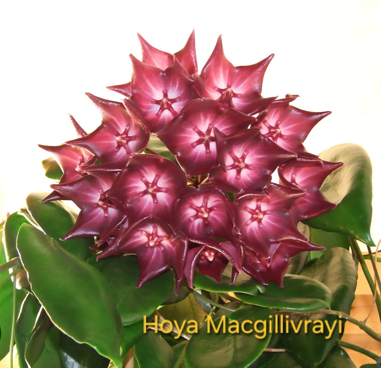 Hoya Macgillivrayi, enkele gewortelde stekken, Ophalen, Halfschaduw, Minder dan 100 cm