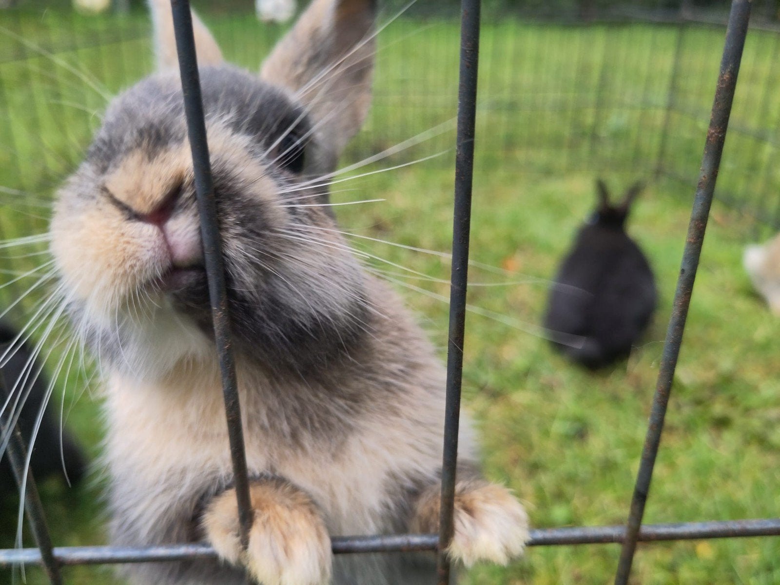 Prachtige dwergkonijntjes 2x bont rammetjes, Dieren en Toebehoren, Mannelijk, Dwerg