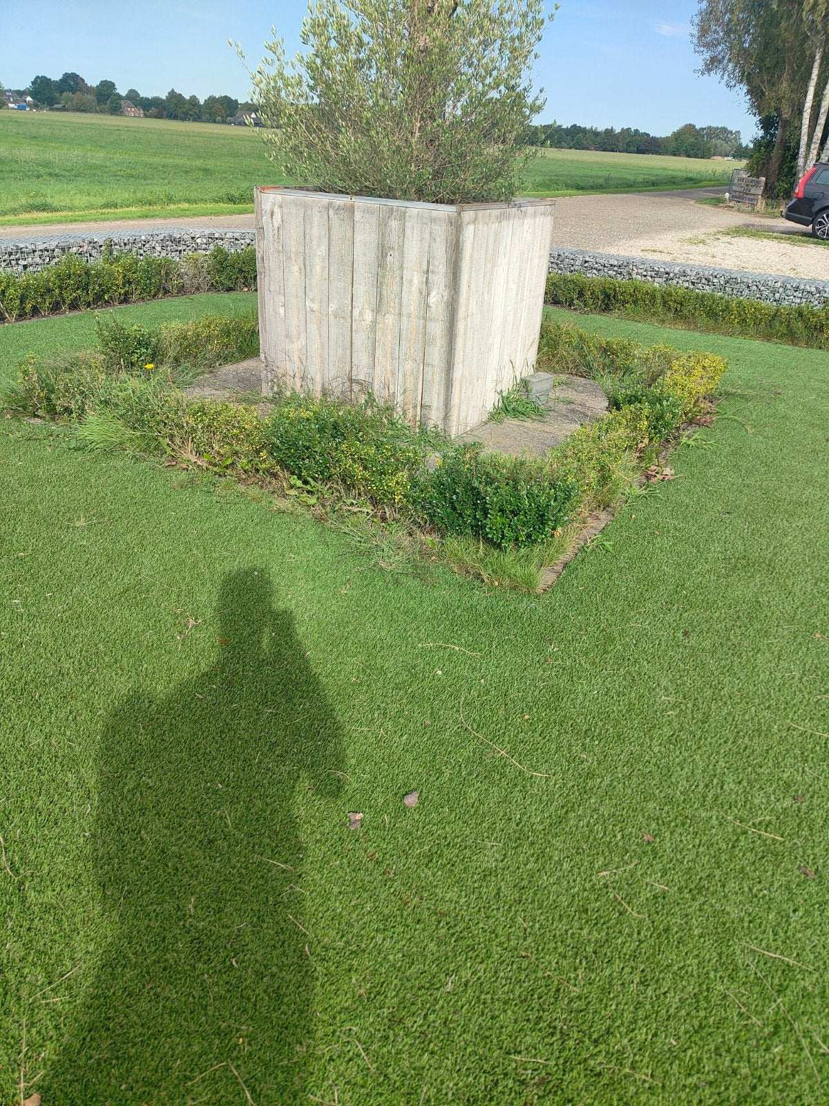 buxusheggen, gratis afhalen, Tuin en Terras, Ophalen, Overige soorten, Minder dan 100 cm