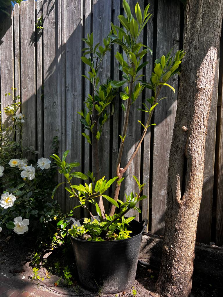 Twee gezonde laurierbomen in pot - €15 per stuk, Tuin en Terras, Planten | Tuinplanten, Ophalen, Vaste plant, Halfschaduw
