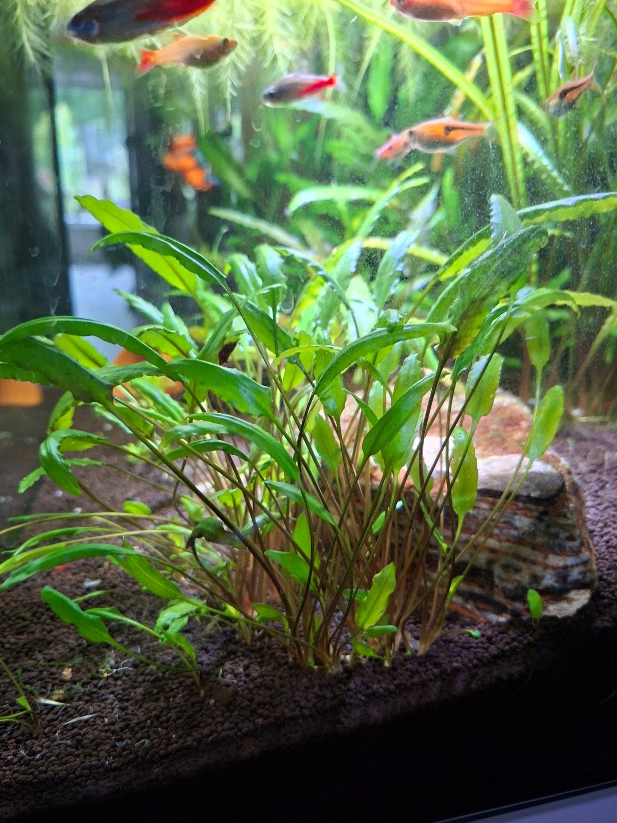 Cryptocoryne (waterkelk) stekken aquarium plant., Dieren en Toebehoren, Ophalen of Verzenden, Nieuw, Plant(en), Steen of Hout
