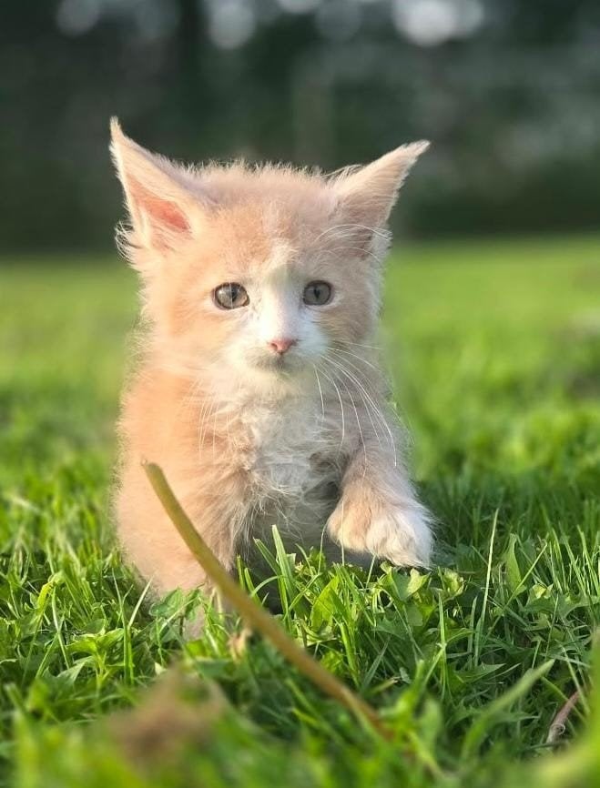 maine coon kittens (polydactyl), Meerdere dieren, Gechipt, 0 tot 2 jaar