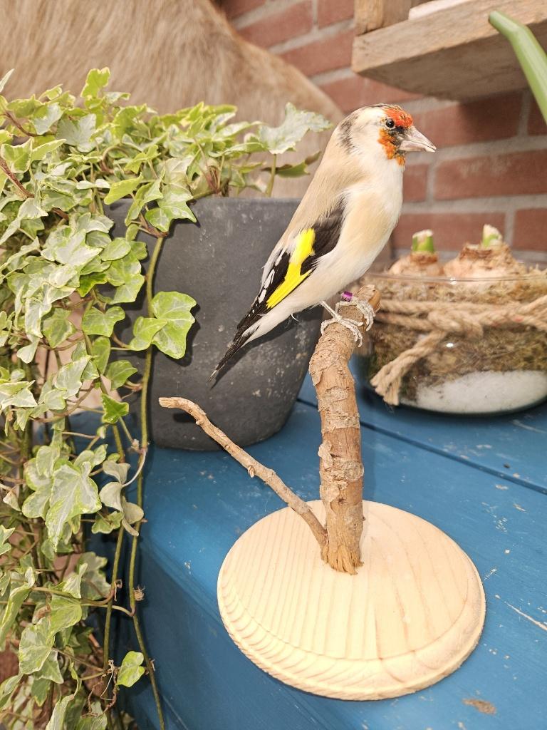 Prachtige nieuw opgezette major Putter., Verzenden, Nieuw, Vogel, Opgezet dier