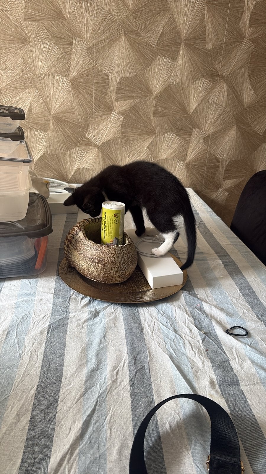 Poesje zwart wit, Poes, Kortharig, 0 tot 2 jaar