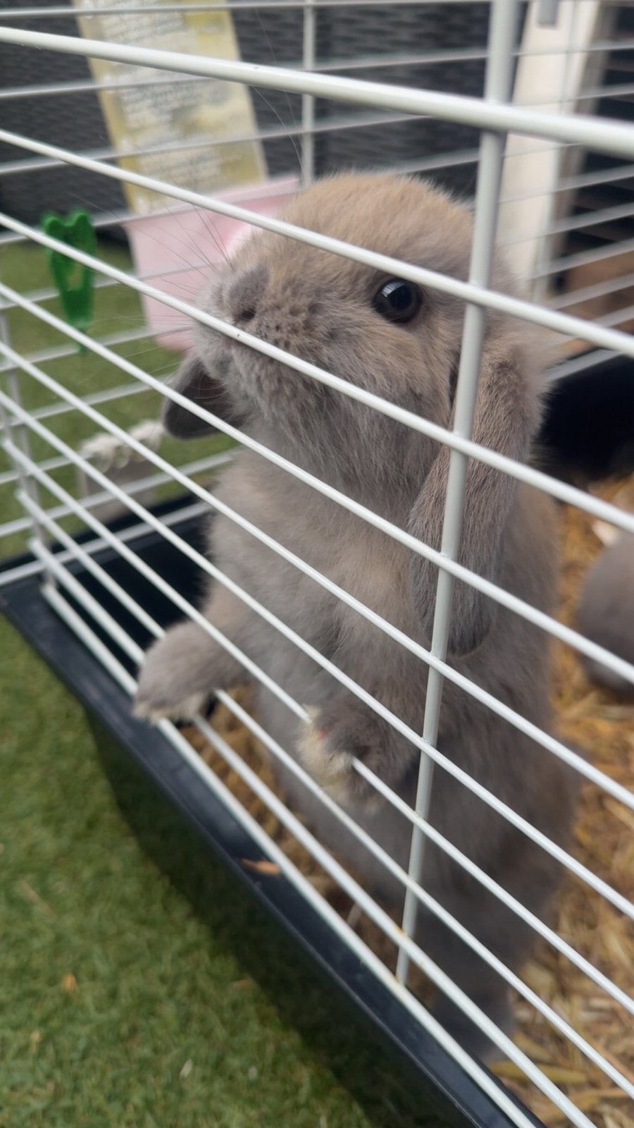 baby dwerghang oor konijntjes, Dieren en Toebehoren, Konijnen, Meerdere dieren, Dwerg