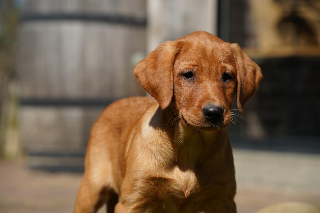 Labrador pup | Red Fox | Teefje, Dieren en Toebehoren, Parvo, Nederland, 8 tot 15 weken, Teef