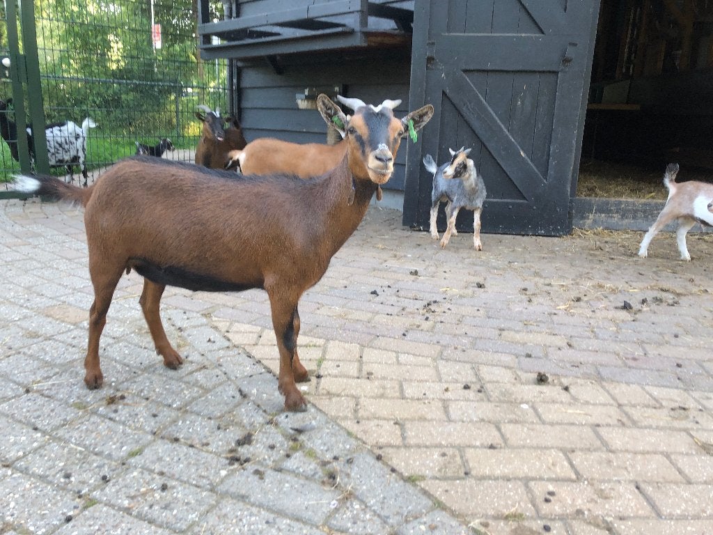 Geiten, 1 jaar oud, Dieren en Toebehoren, Schapen, Geiten en Varkens, Vrouwelijk, Geit, 0 tot 2 jaar