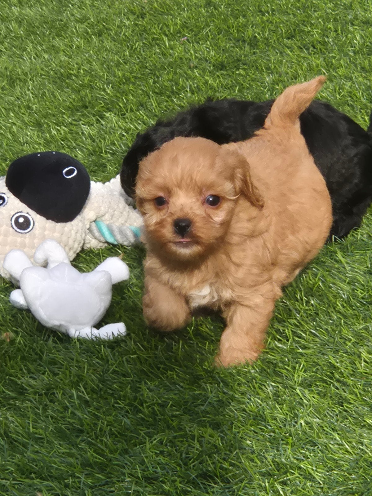 Maltipoo  pups ,mini ,🤩,nu te reserveren, Dieren en Toebehoren, Honden | Retrievers, Spaniëls en Waterhonden, Overige rassen