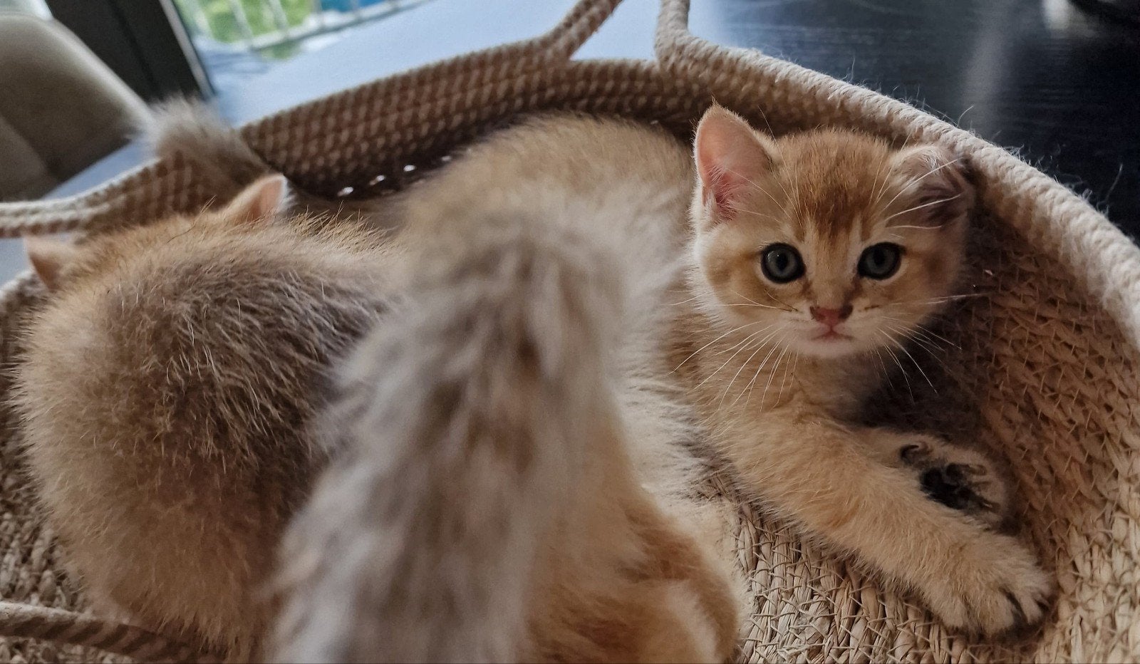 Britse Korthaar kittens | Black Golden Shaded, Dieren en Toebehoren, Meerdere dieren, Ontwormd, 0 tot 2 jaar