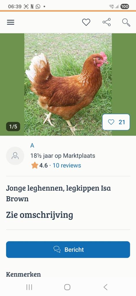 Bruine leghennen Isa Brown, Dieren en Toebehoren, Vrouwelijk, Kip
