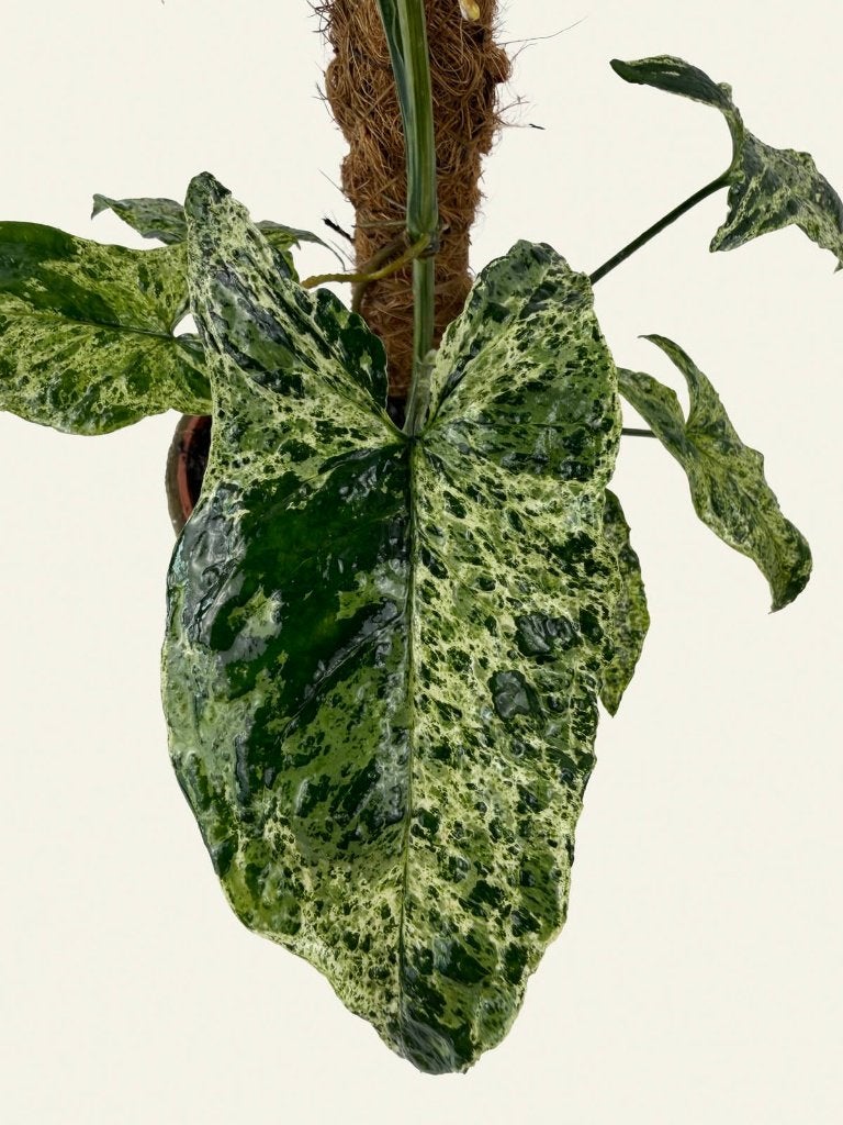 Syngonium Mottled Mojito, Ophalen of Verzenden, Halfschaduw, Minder dan 100 cm