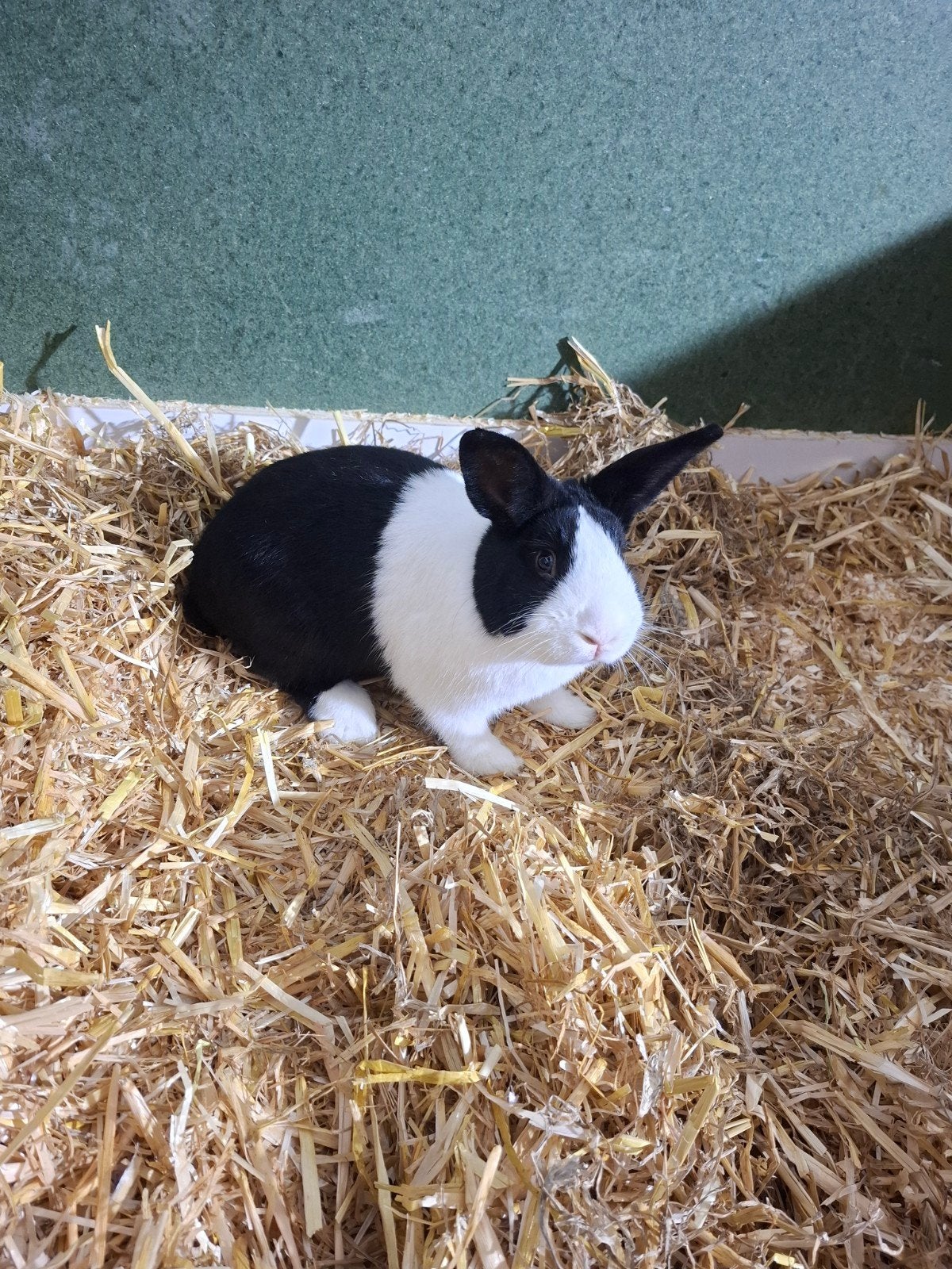 hollander konijn, Dieren en Toebehoren, Mannelijk, Middelgroot, 0 tot 2 jaar