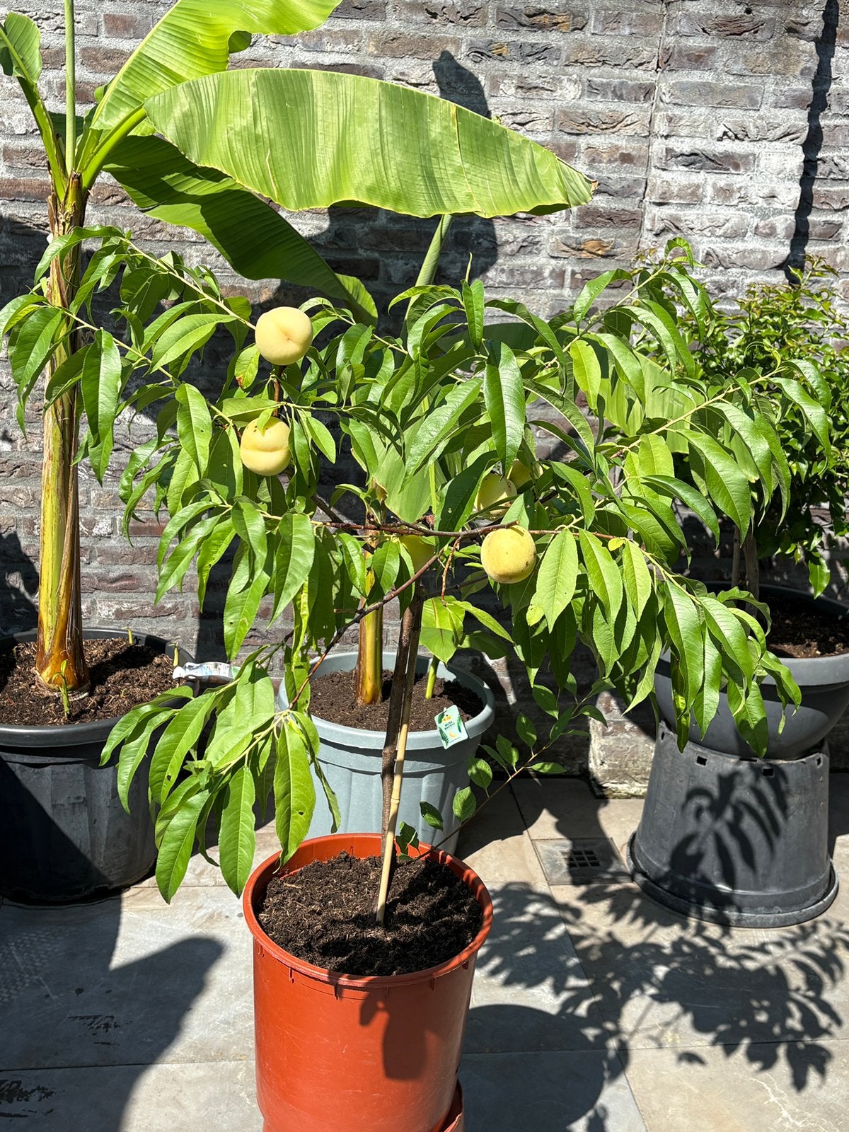 Leuke dwerg perziken boom in pot aangeboden!, Tuin en Terras, Planten | Fruitbomen, Ophalen, Minder dan 100 cm, Lente, Overige soorten
