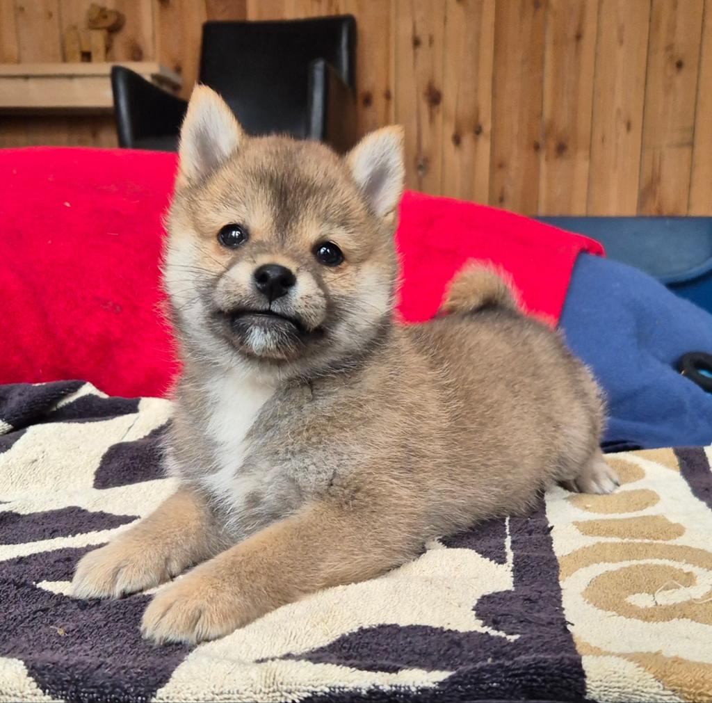 MINI shiba inu (25% pomeriaan) pup, Nederland, Parvo, Reu, 8 tot 15 weken